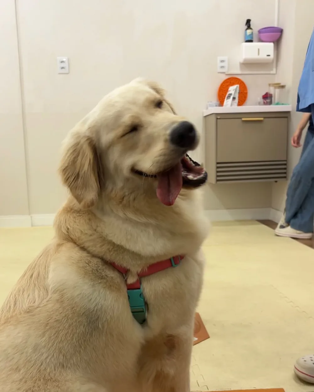 Golden retriever sentado na sala de atendimento da ZOE