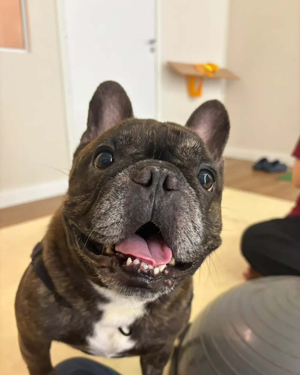 Buldogue francês ao lado de bola terapêutica durante exercício na ZOE