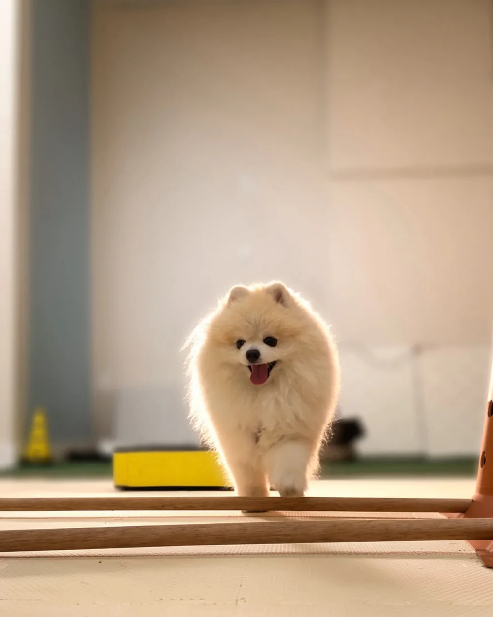 Cão de pequeno porte atravessando cavaletes durante treino proprioceptivo na ZOE
