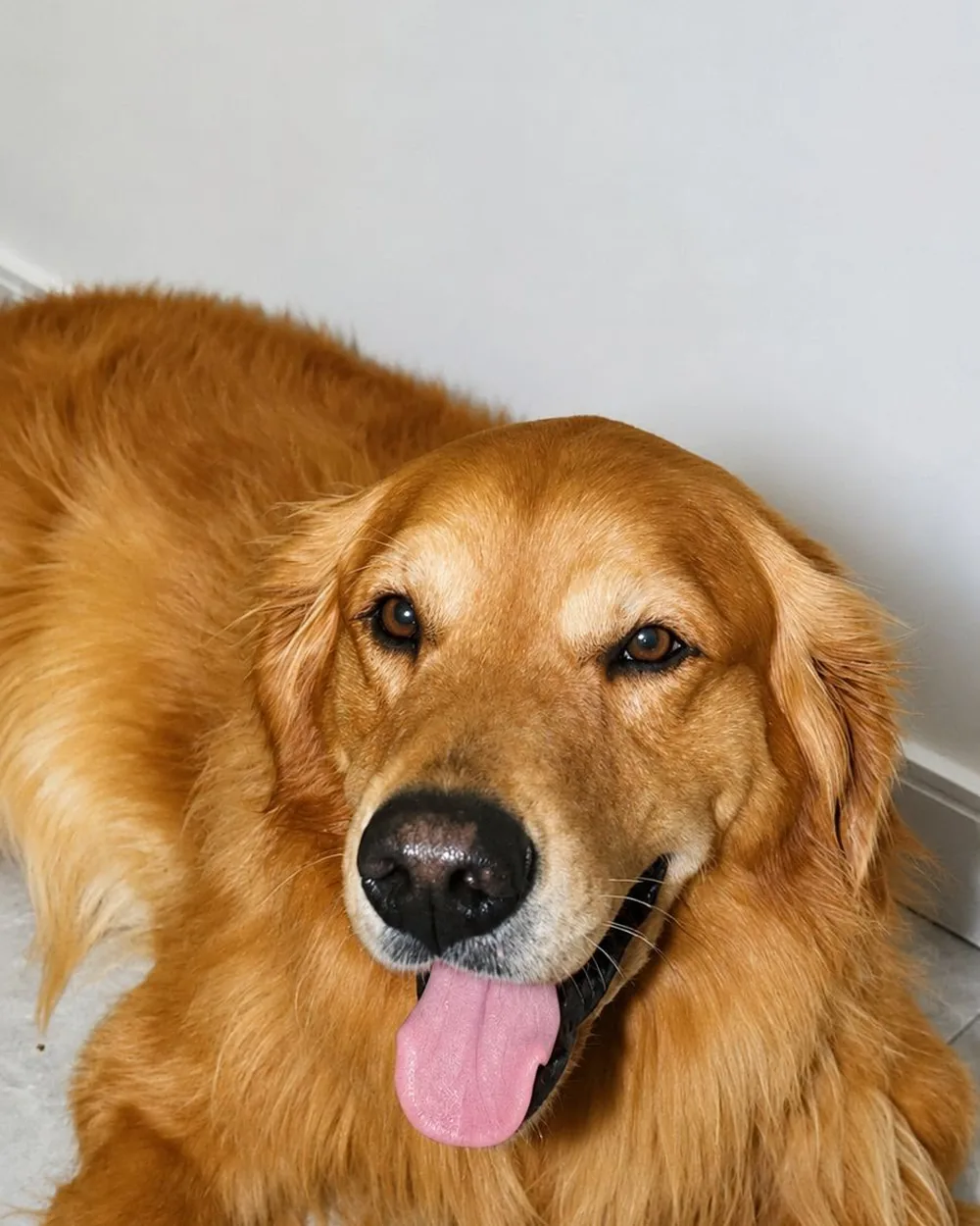 Golden retriever deitado, relaxado, durante atendimento na ZOE